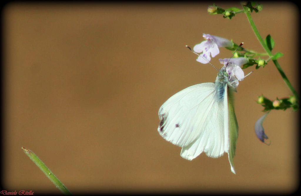 maschio di Pieris rapae